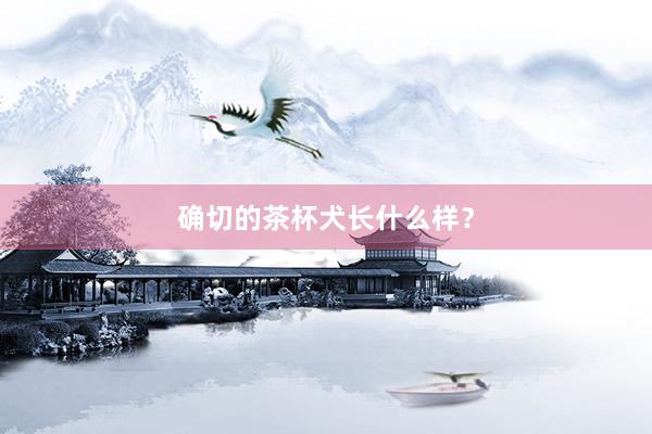 确切的茶杯犬长什么样？